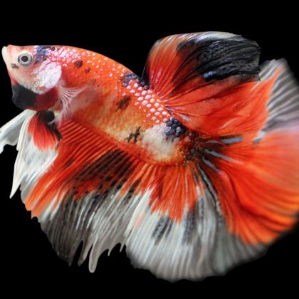 looks that kill (koi betta fish)