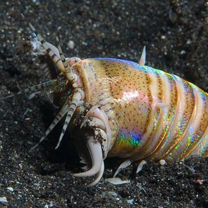 Bobbit Worm = Giant NOPE