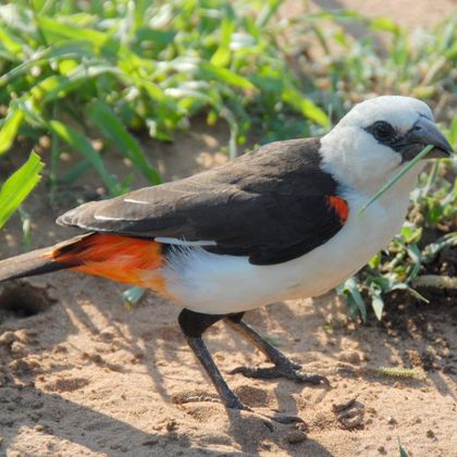 Chiku & Radhi: White-headed buffalo weaver