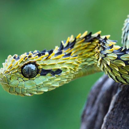 Kyle's Bush Viper, Spike