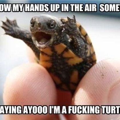 Yaaaaaaass dancing turtle!!So majestic