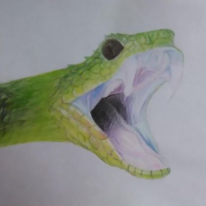 Bush viper