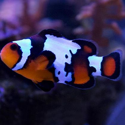 tricolor clown (black ice clownfish)