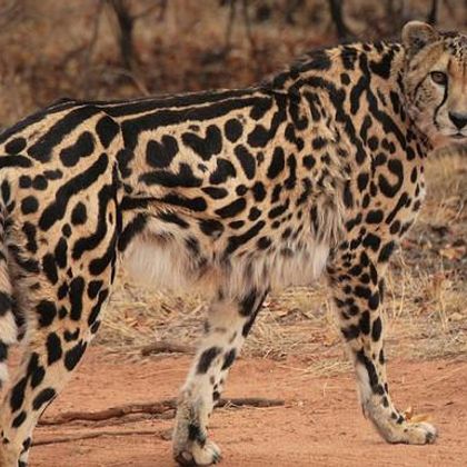 Di Gati (Yes, this is a real kind of cheetah called a King Cheetah)