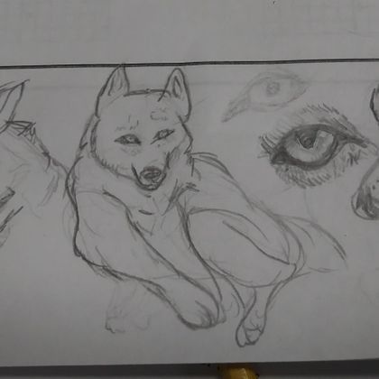 Did a quick wolf study instead of my math assignment lol