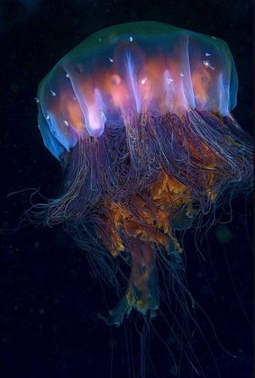 spaghetti monster (lion's mane jellyfish)