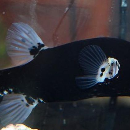 matt black (black dogface pufferfish)