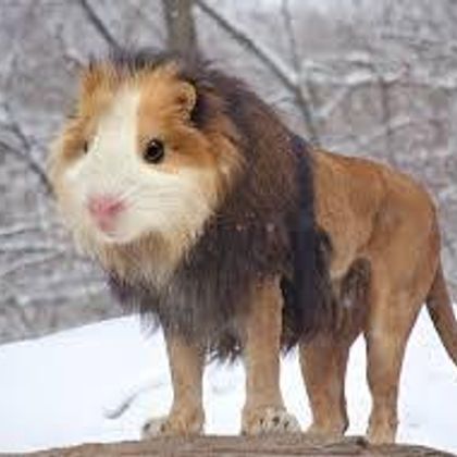 Guinea Lion!