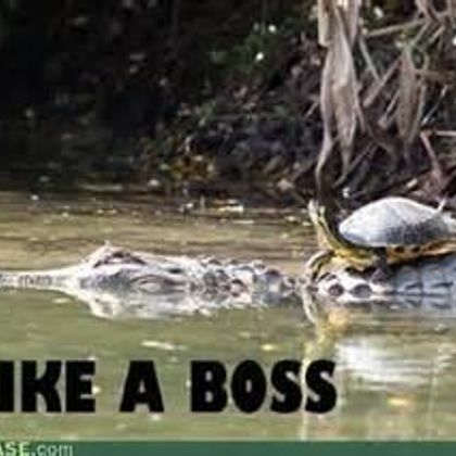 If i was a turtle, this would be me, oh wait i am...