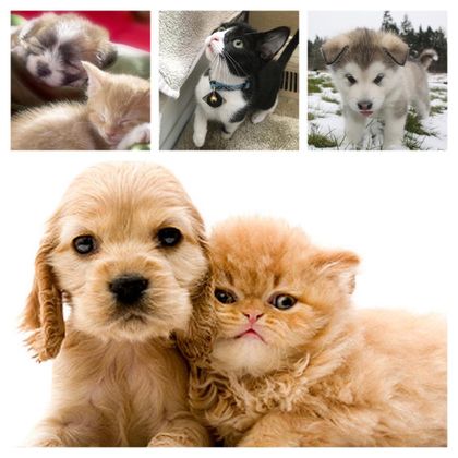 Puppies and Kittens