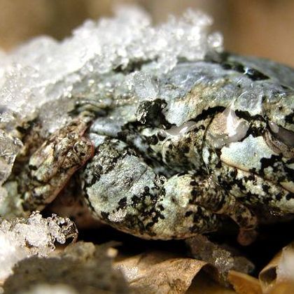 Frozen Wood Frog