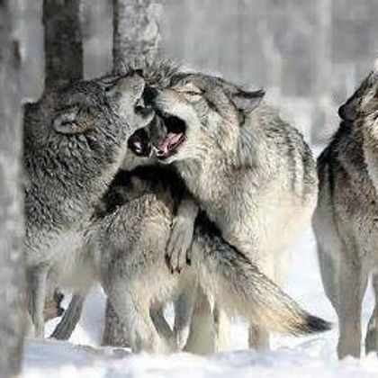 wolfs <3