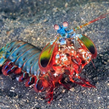 my fave UuU (peacock mantis shrimp)