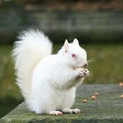 Albino Squirrel :D