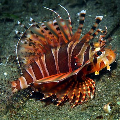 very fashionable, but no touch (zebra lion fish)