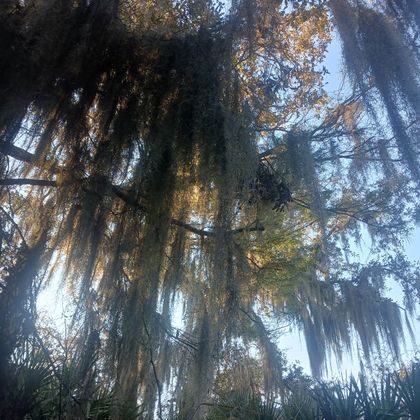 Tillandsia usneoides (Spanish Moss)