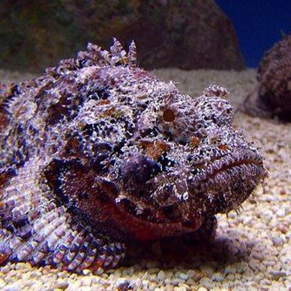 weird uncle vibes (stonefish)