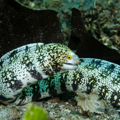 ma'am u r so pretty omg (snowflake moray eel)