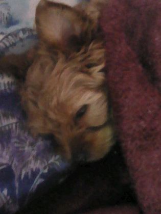 my sleepy puppy luna wrapped in a blanket