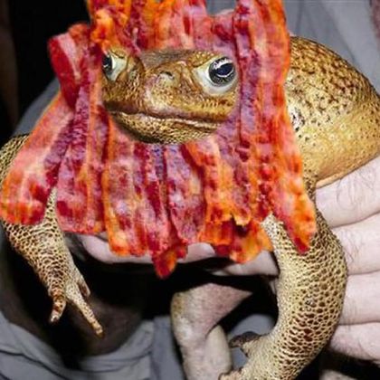 bacon fredrick