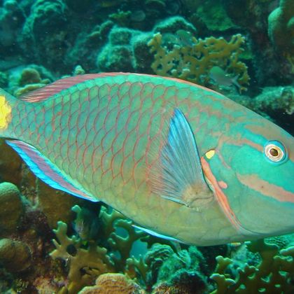 bird man (parrotfish)