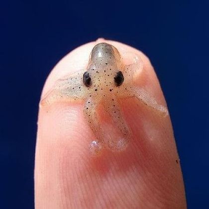 Baby octopus. On a FINGER.