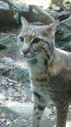 A bobcat! :3