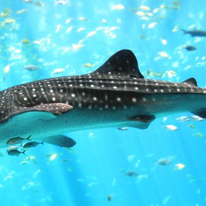 wish i could meet her in person (whale shark)