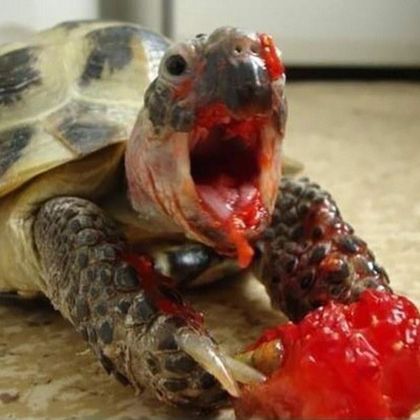 He murdered the strawberry :0