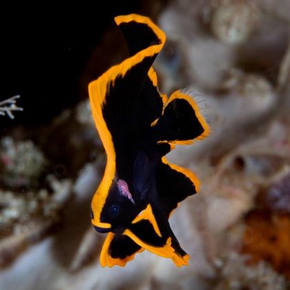 flashy young man (pinnate spadefish)