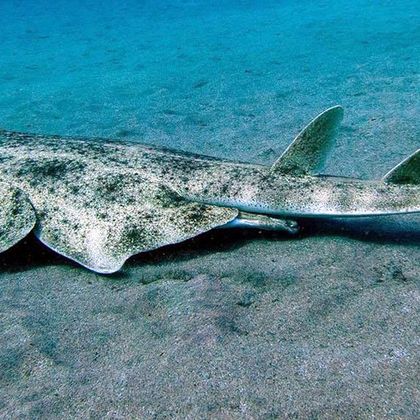 flat sharko (angel shark)