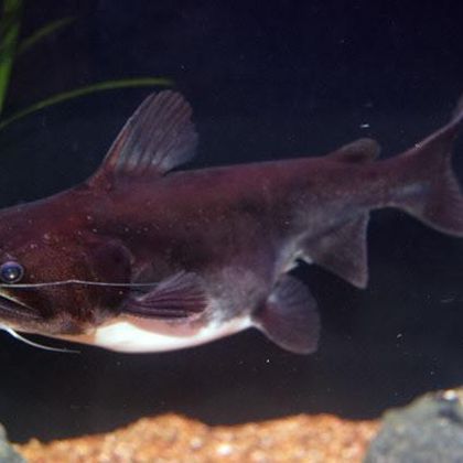 gross bastard (gulper catfish)