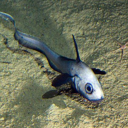 smol funky lil fish (rattail fish)