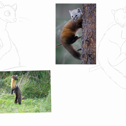 5 AM pine marten doodles?????