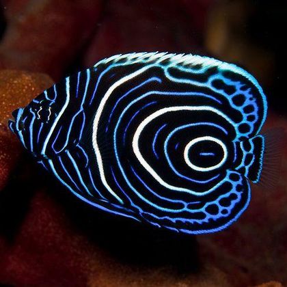 hypnotizing (emperor angelfish)