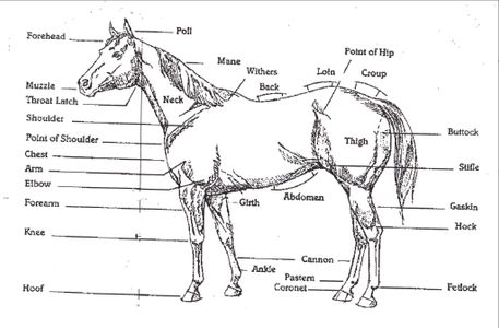 Horse Knowledge