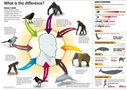 Animal Intelligence Personality Quiz