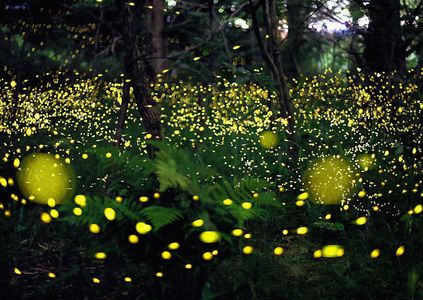 Why are we starting to see less fireflies? My mom's bf made a good observation, about how in some places, we are starting to see less and less fireflies than how we used to... so why's that?..