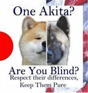 Which is best- The Japanese Akita or the American Akita? I like the Japanese Akita best! Which is best- The Japanese Akita or the American Akita? I like the Japanese Akita best!