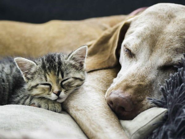 What is most important to you when it comes to pet care?