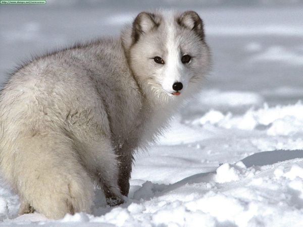 You see an Arctic Fox in a distance.