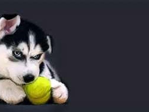 Simple question so there is only gonna be 3 answers... Will you play with your husky?