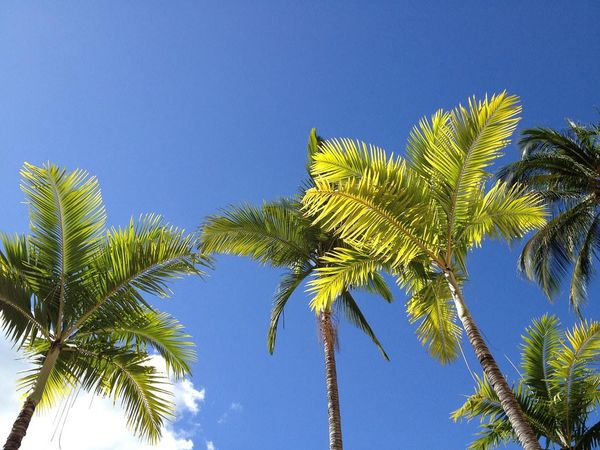 Why do trees seem suspicious on sunny days?