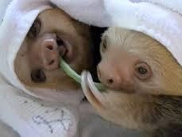 On a scale from 1-5, how much do you like sloths?