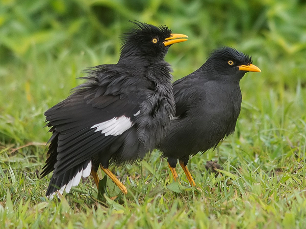 This is his other friend its his bestie his names Birdy-BEENI