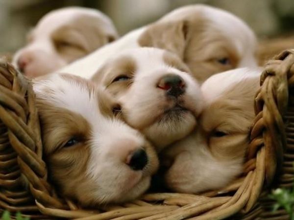 Omg its puppies all together!