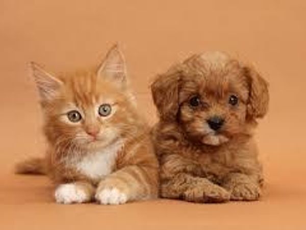 Which do you think is cuter???