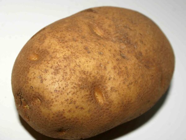 the potato