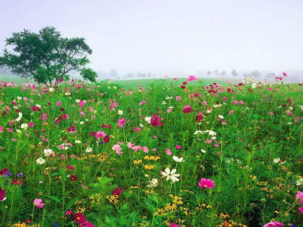 You're sitting in a field of flowers. Nothing more. nothing less. What do you do?