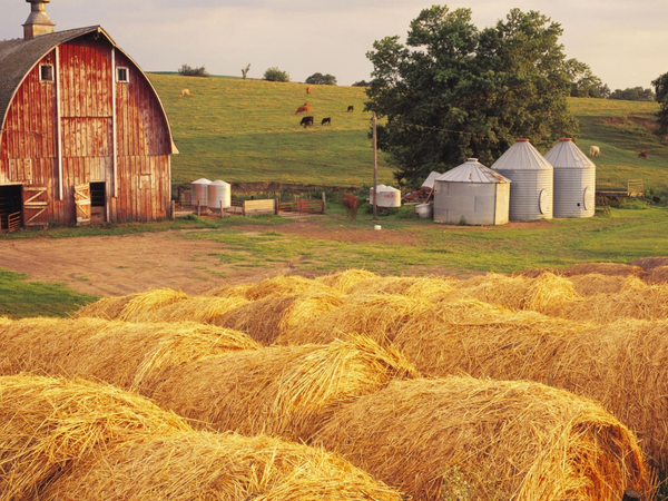 Would you be found on the farm? Weather it's a barn animal, you raid it, idk